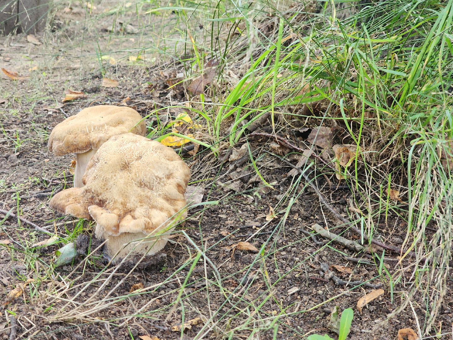лето в подмосковье, знаменитости, дождь