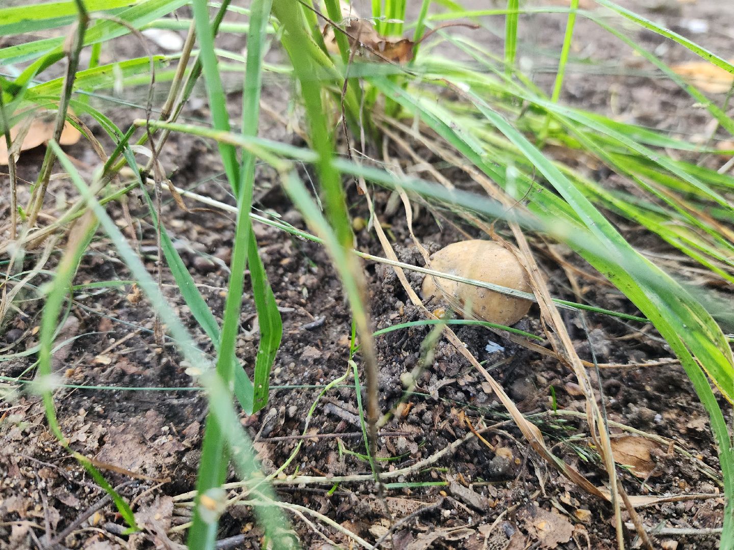 лето в подмосковье, знаменитости, дождь