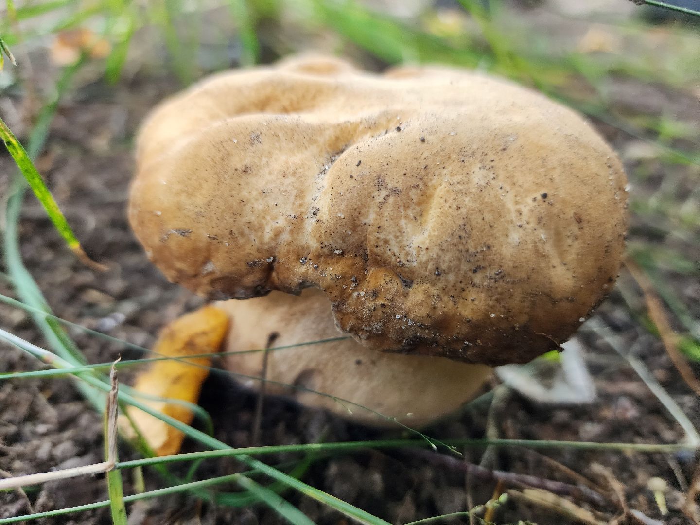 лето в подмосковье, знаменитости, дождь