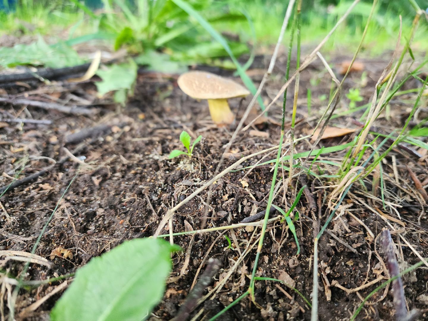 лето в подмосковье, знаменитости, дождь