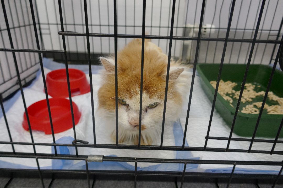 Подольск, волонтеры