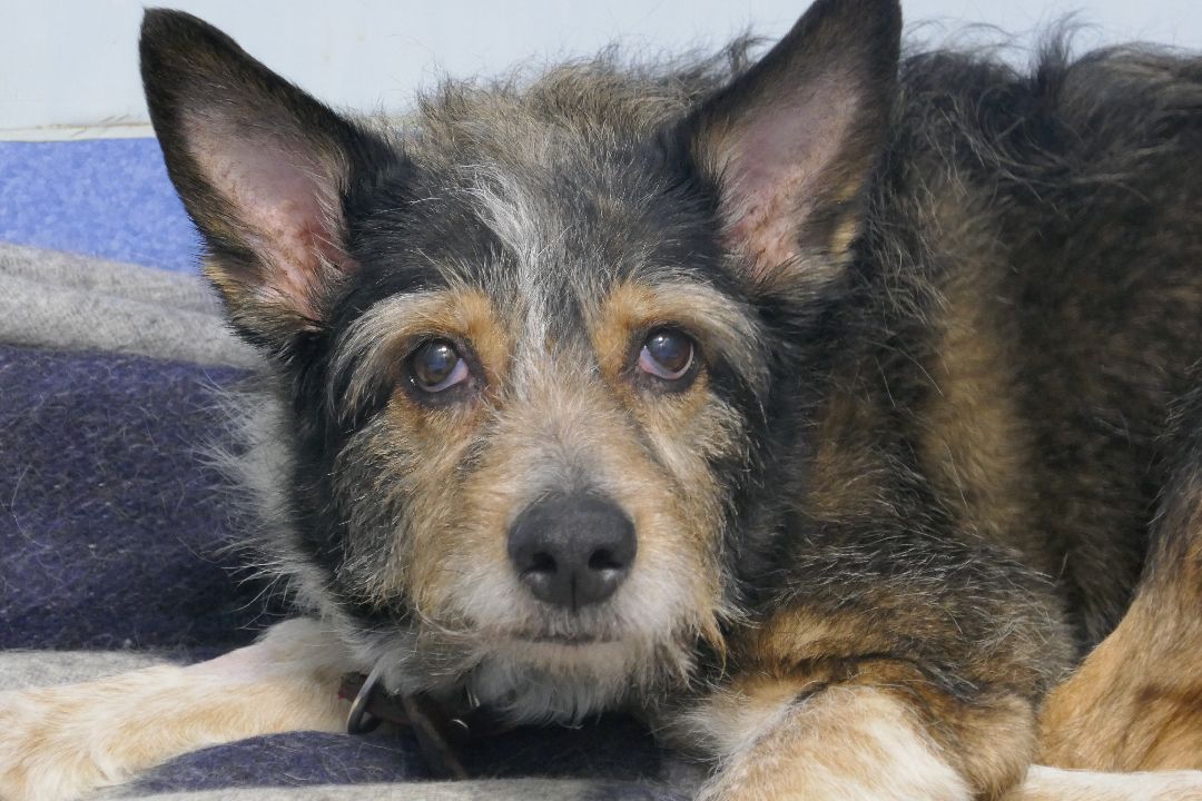 Подольск, волонтеры