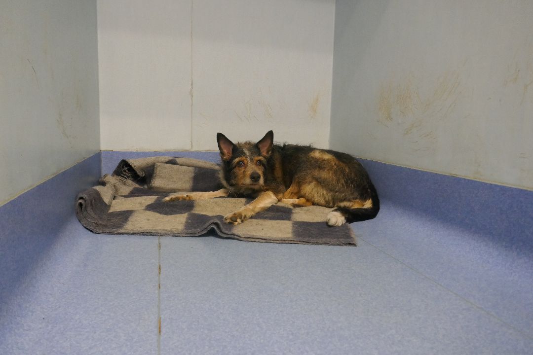 Подольск, волонтеры