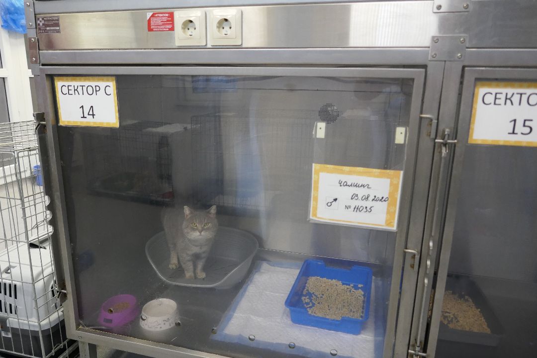 Подольск, волонтеры