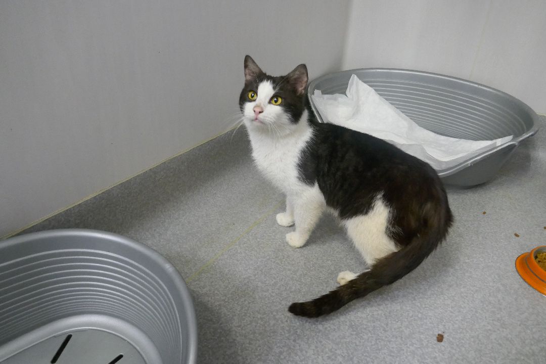 Подольск, волонтеры