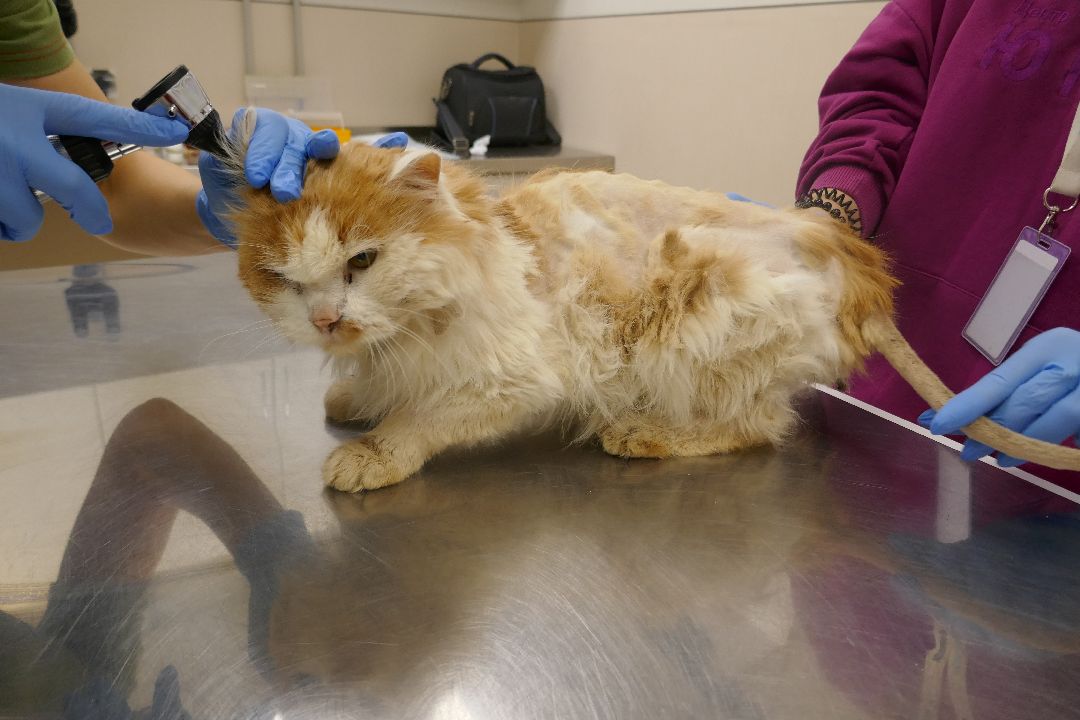 Подольск, волонтеры