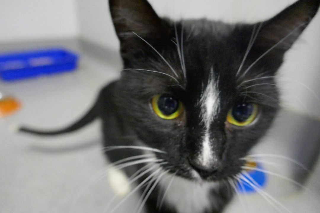 Подольск, волонтеры