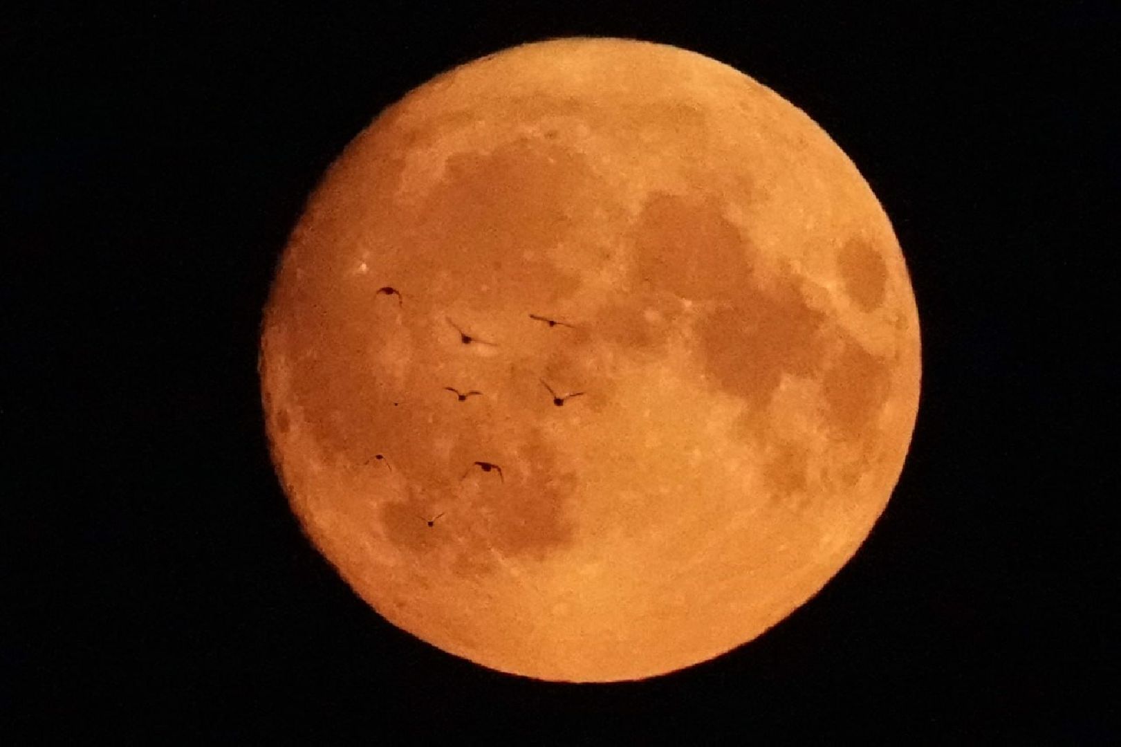 Сергиево-Посадский городской округ, Сергиев Посад, Природа, Луна, Суперлуние, Астрономическое явление, Фотограф