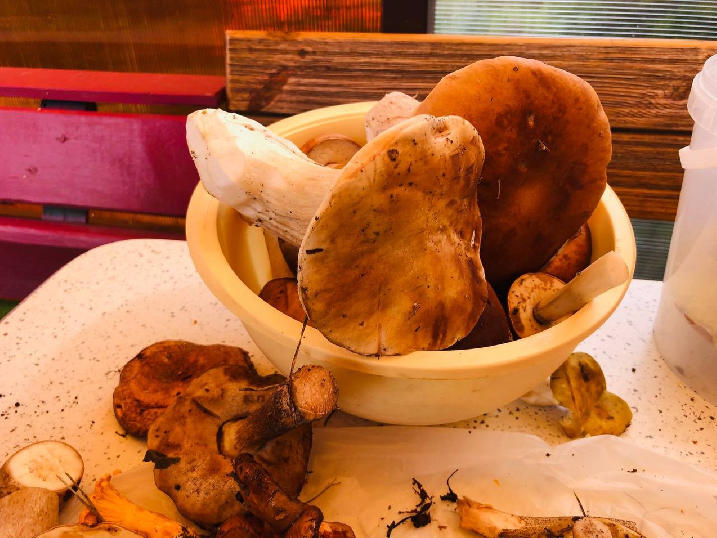 Рузский округ, грибы, грибники, леса подмосковья, грибной сезон