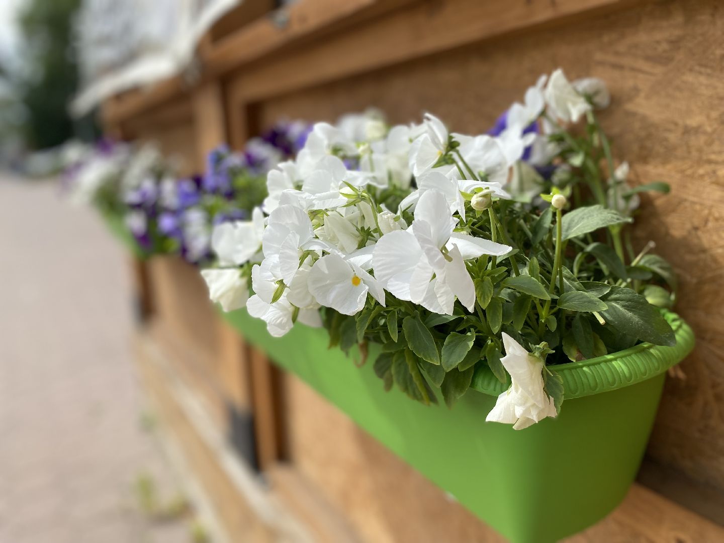 Домодедово, озеленение, центральные улицы, центр города, однолетние цветы, виолы, петунии