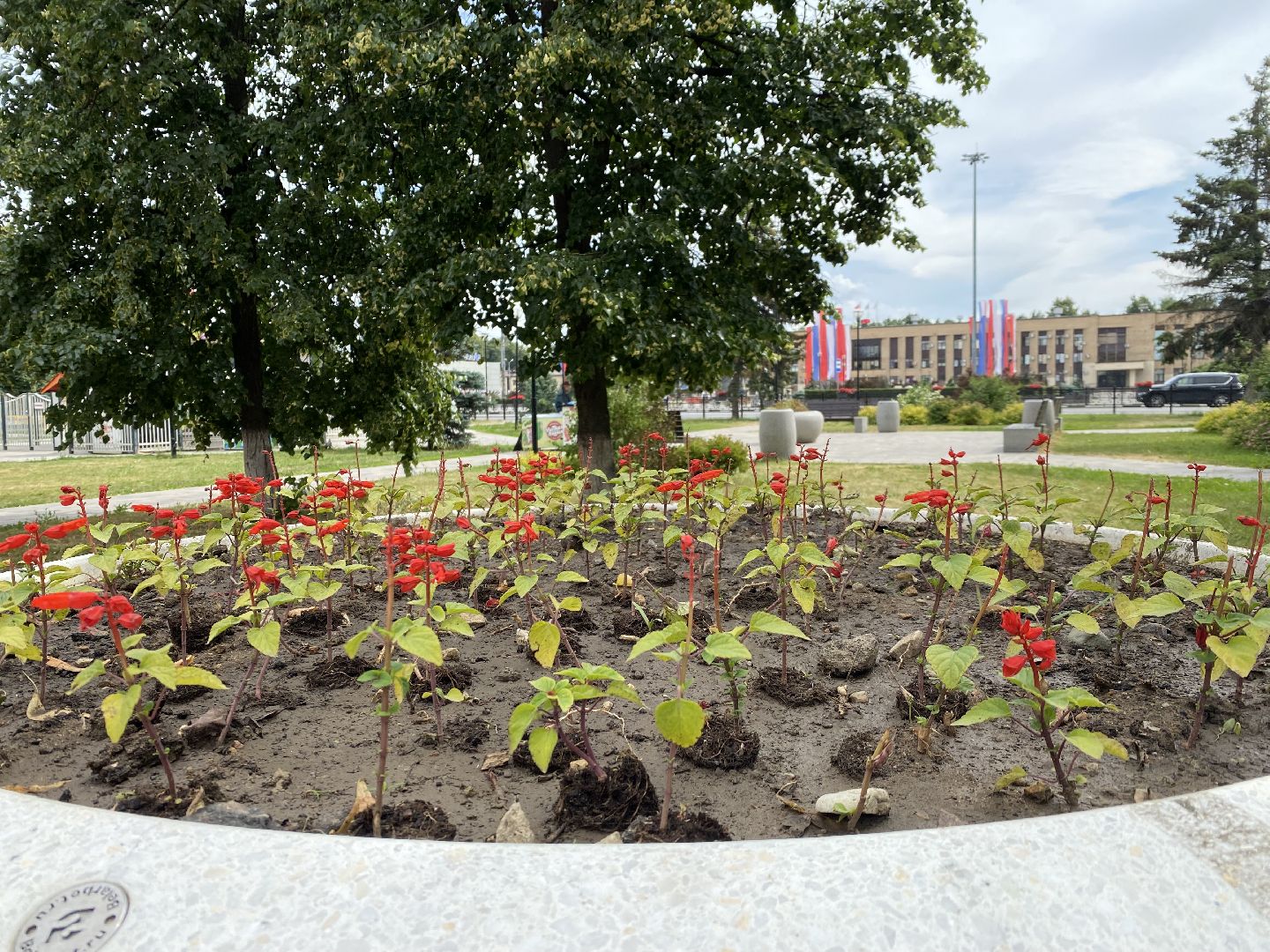 Домодедово, озеленение, центральные улицы, центр города, однолетние цветы, виолы, петунии