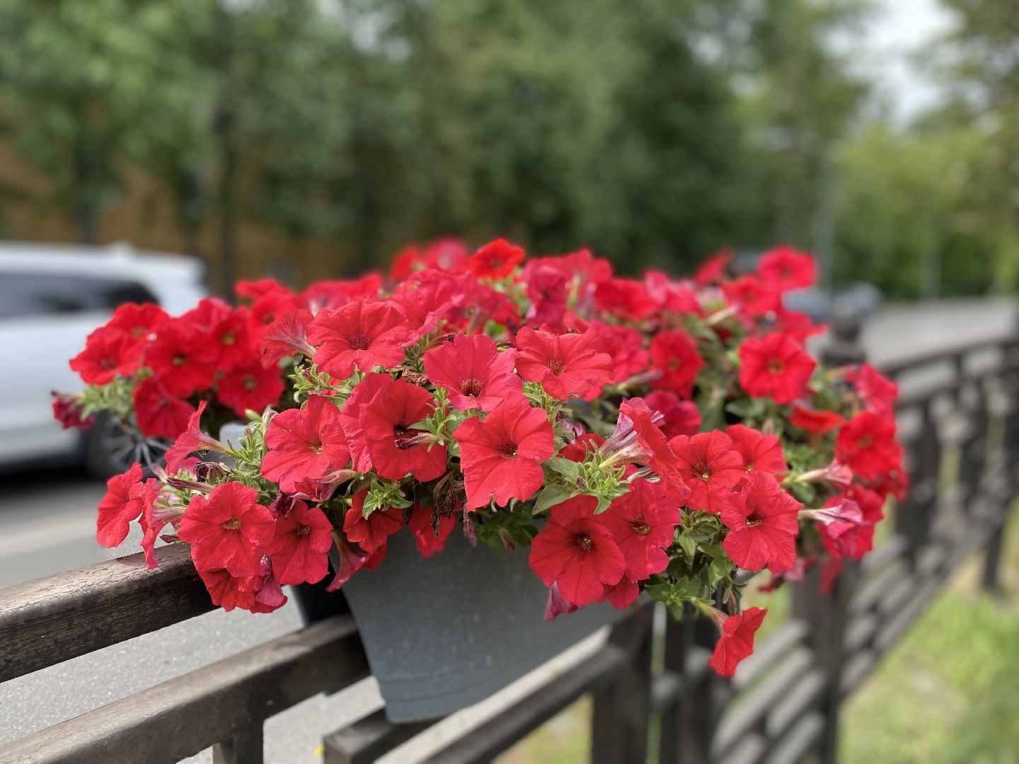 Домодедово, озеленение, центральные улицы, центр города, однолетние цветы, виолы, петунии