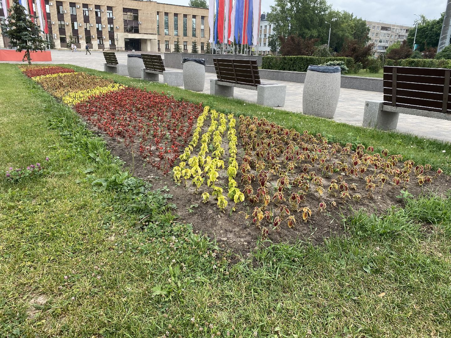 Домодедово, озеленение, центральные улицы, центр города, однолетние цветы, виолы, петунии