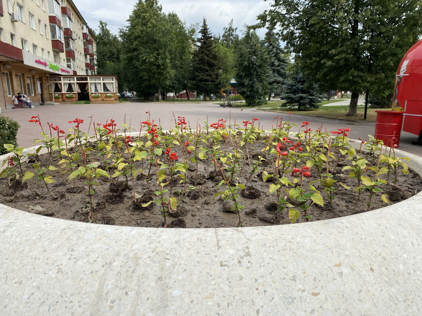 Домодедово, озеленение, центральные улицы, центр города, однолетние цветы, виолы, петунии