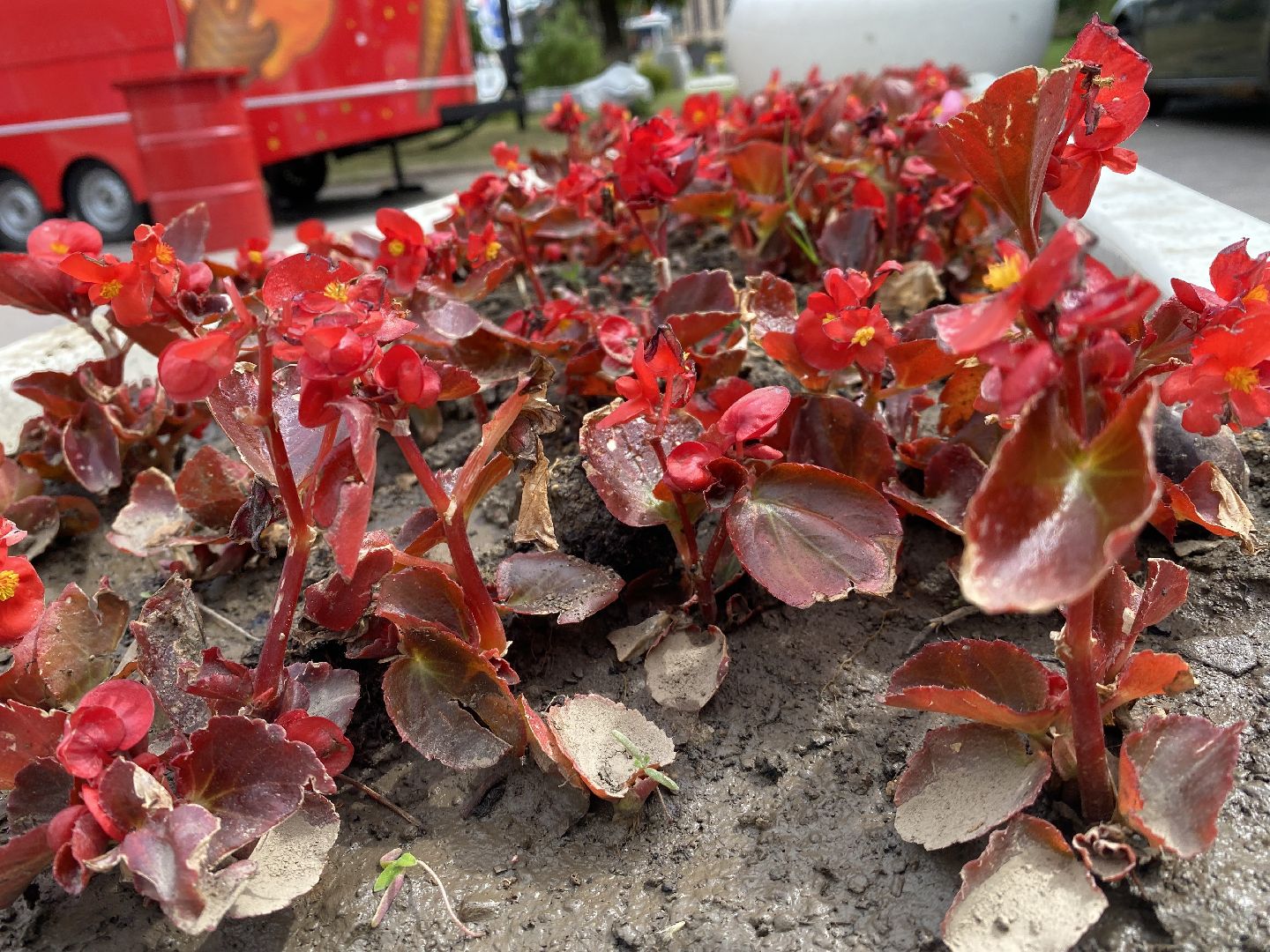 Домодедово, озеленение, центральные улицы, центр города, однолетние цветы, виолы, петунии