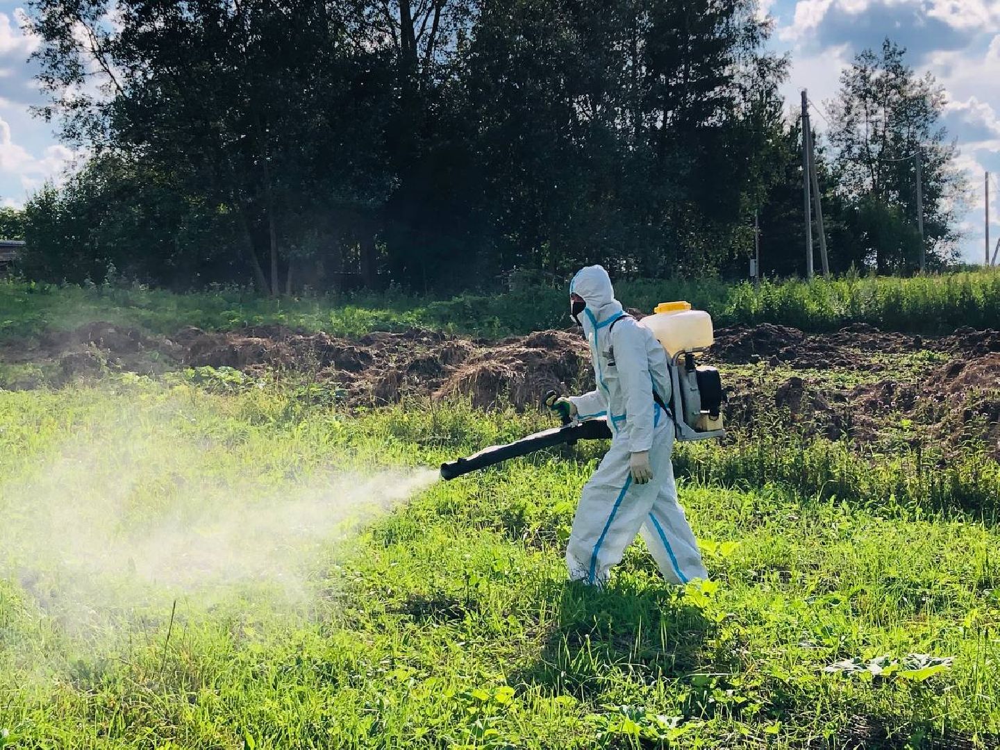 Руза, борщевик Сосновского, борьба с борщевиком, ядовитый сорняк, экология