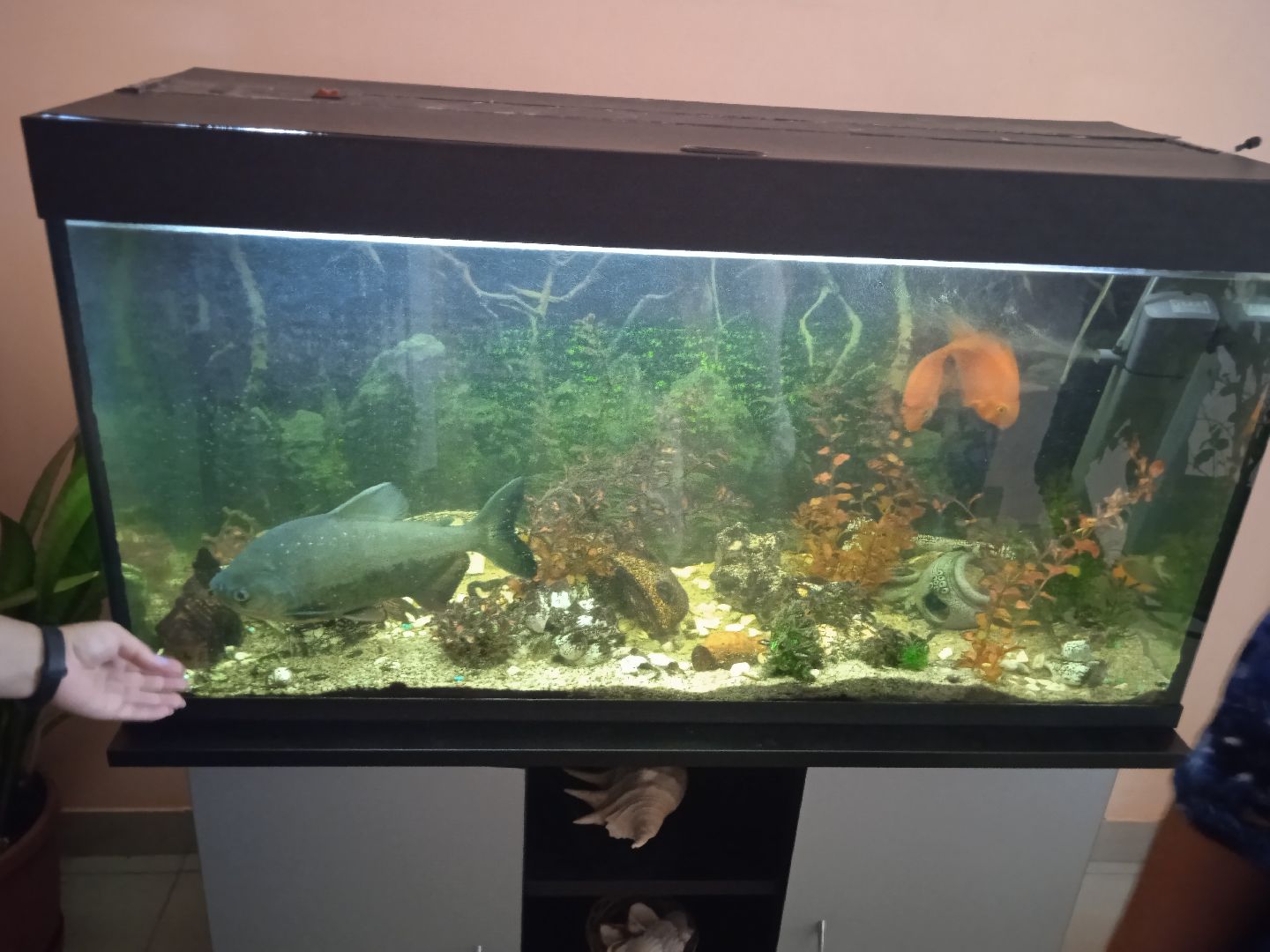 Алфёрова, Ольга, управление, образование, детский, сад, 35, проверка, учебный, год