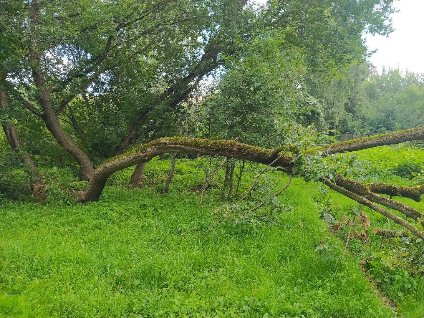 Коломна, ДГХ, Благоустройство, Упавшие деревья