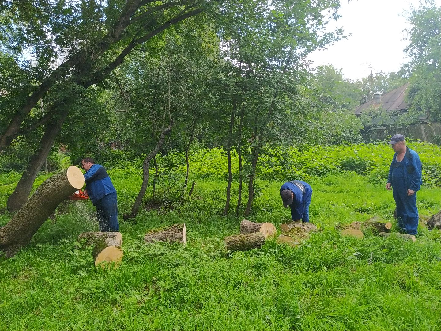 Коломна, ДГХ, Благоустройство, Упавшие деревья
