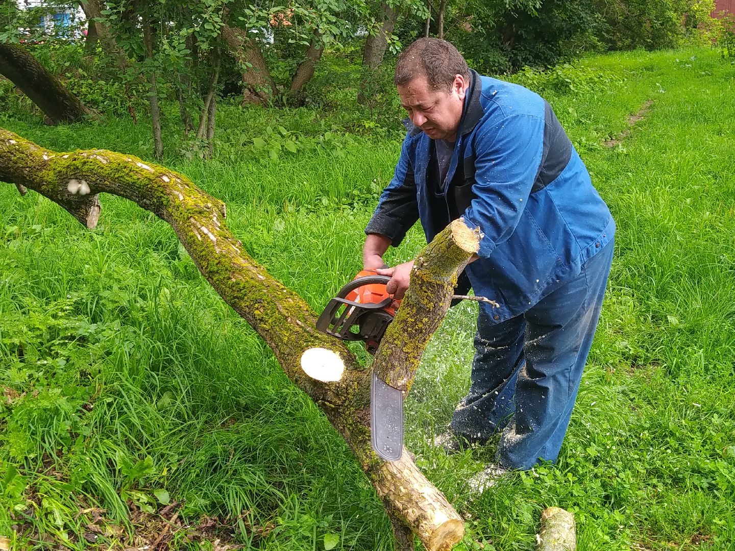 Коломна, ДГХ, Благоустройство, Упавшие деревья