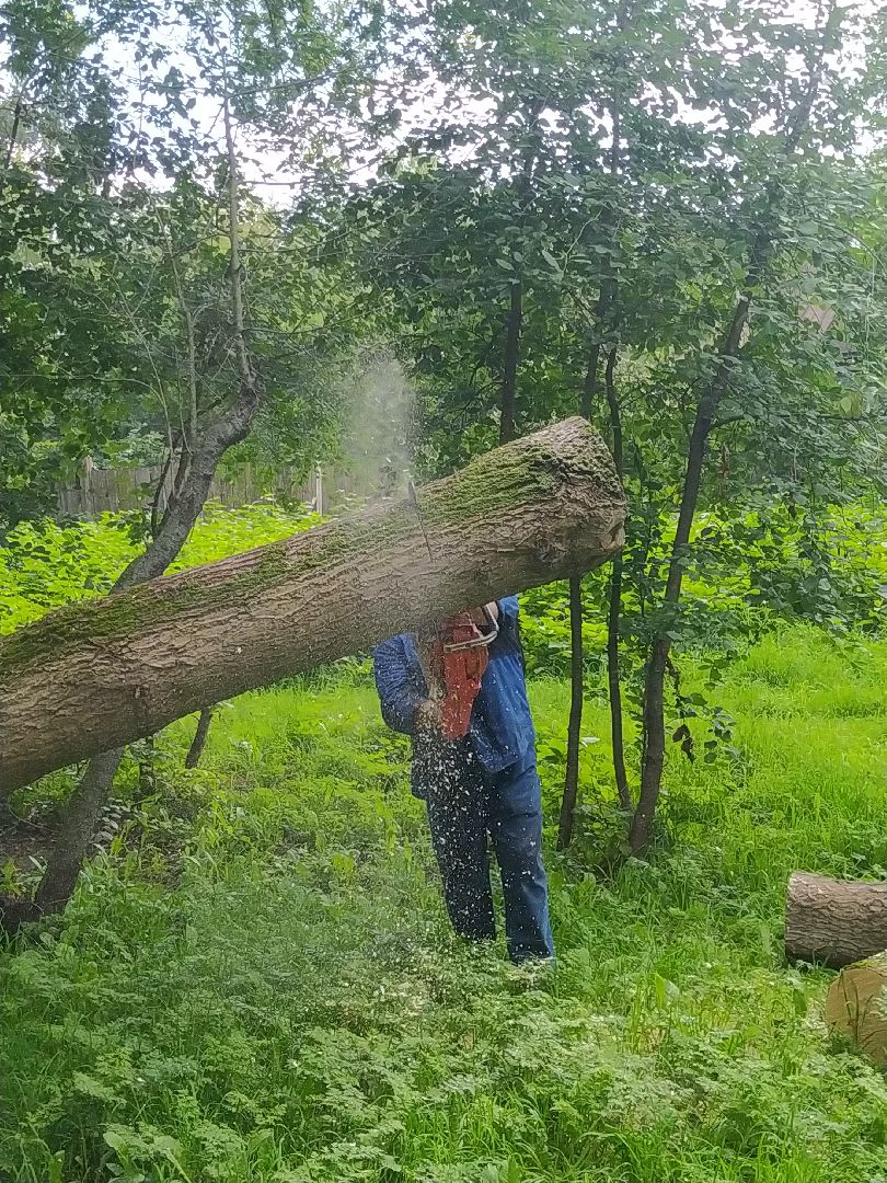 Коломна, ДГХ, Благоустройство, Упавшие деревья
