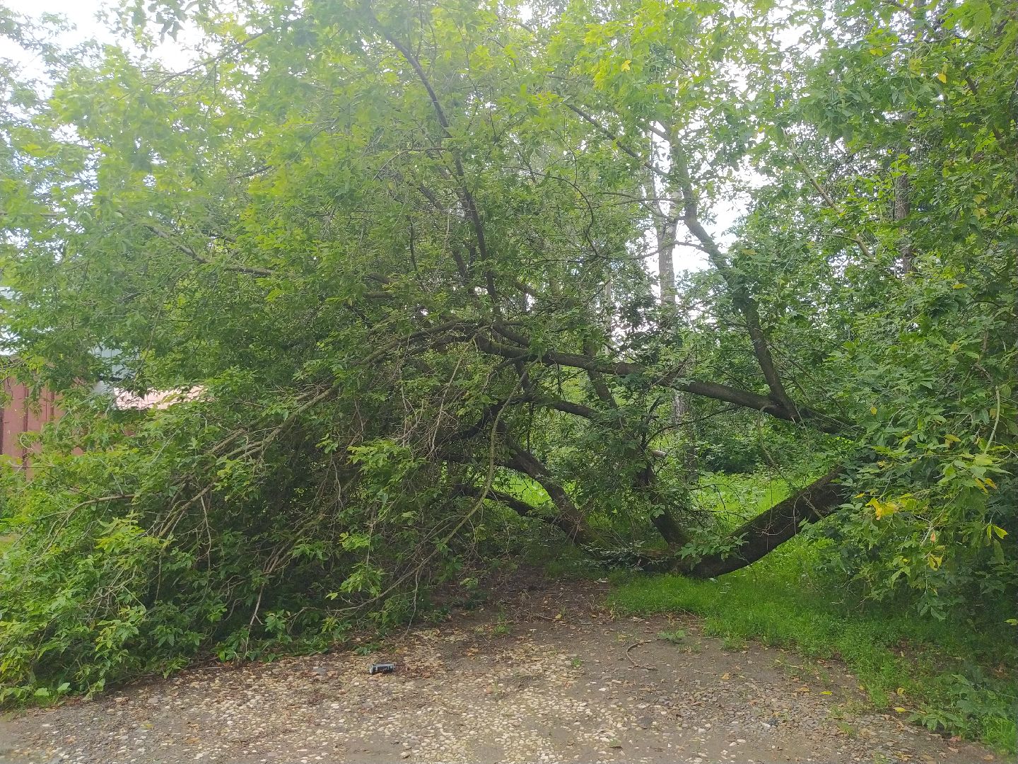 Коломна, ДГХ, Благоустройство, Упавшие деревья