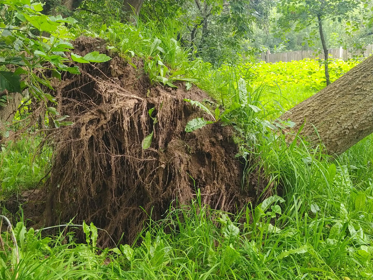 Коломна, ДГХ, Благоустройство, Упавшие деревья