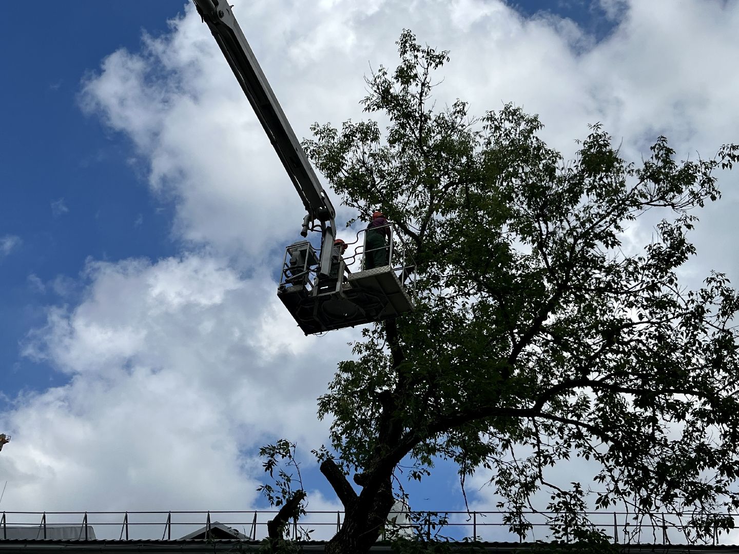 Наро-Фоминск, опиловка деревьев, благоустройство территории, новая жизнь улицы, комфортная среда