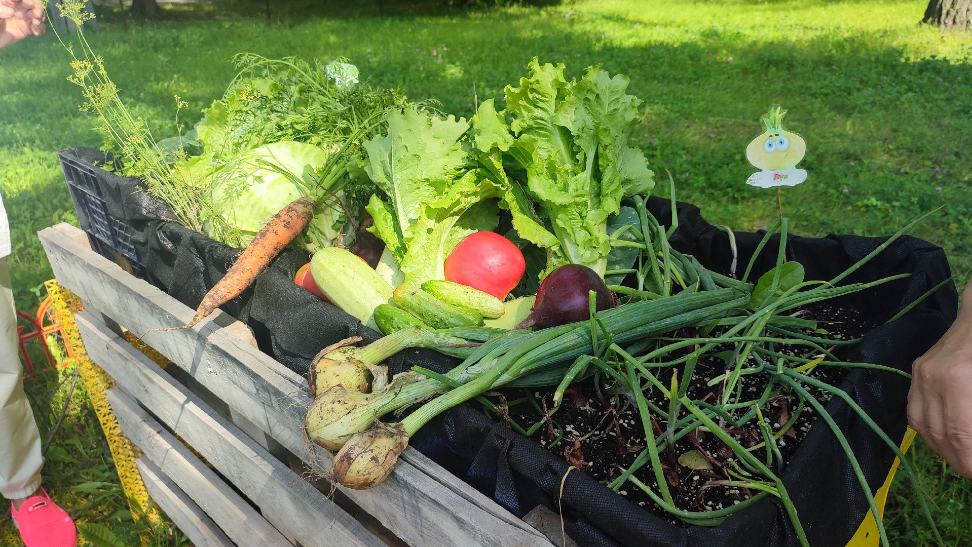 Кашира, Активное долголетие, общественный огород, урожай, капуста, лук