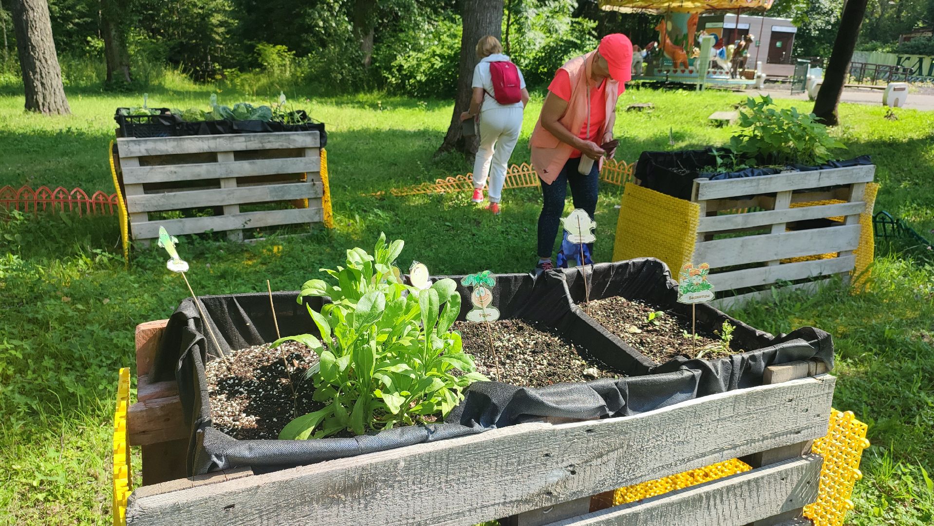 Кашира, Активное долголетие, общественный огород, урожай, капуста, лук