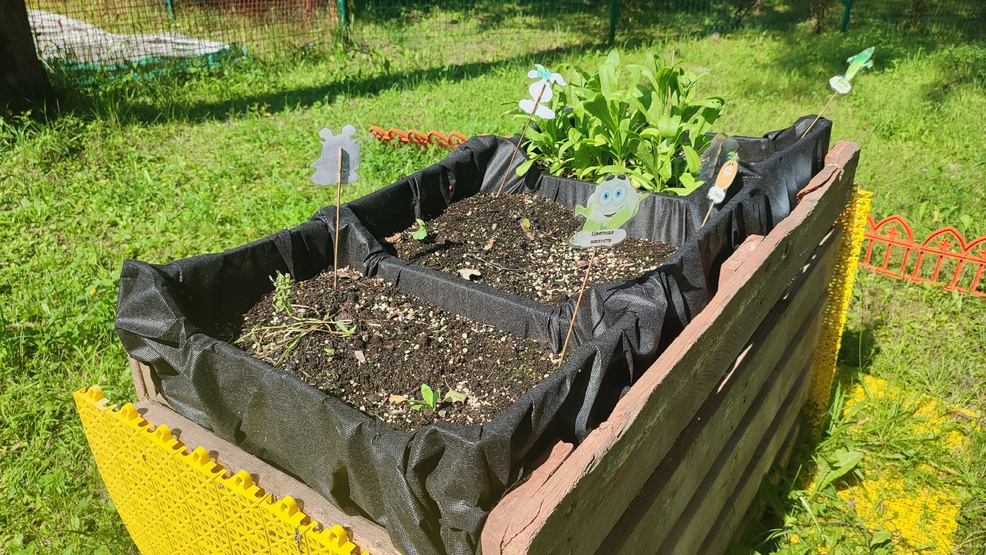 Кашира, Активное долголетие, общественный огород, урожай, капуста, лук