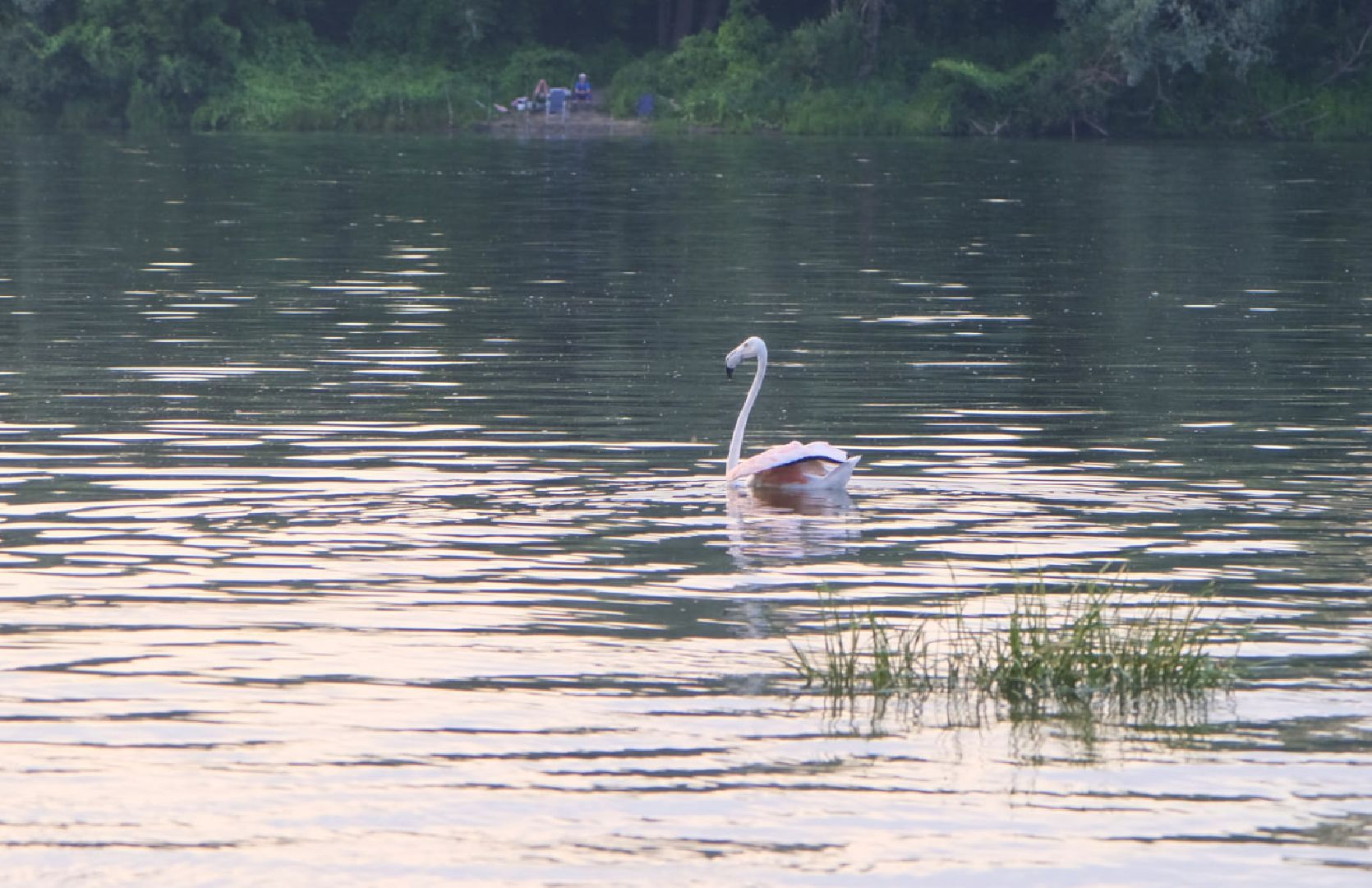 Пущино, птицы, экология