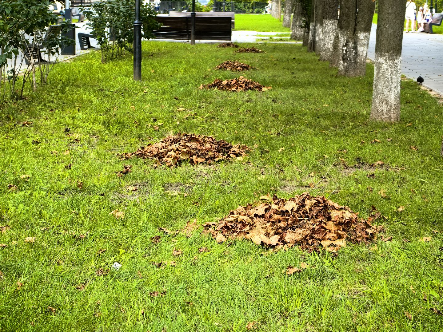 Уборка, газон, трава, улица, листва