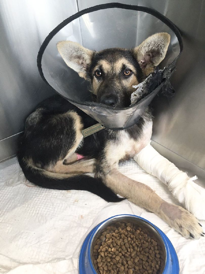 Домодедово, спасти Джека, живодеры, щенок, бездомные животные, сломанная лапа, инфекционное отделение, ветклиника