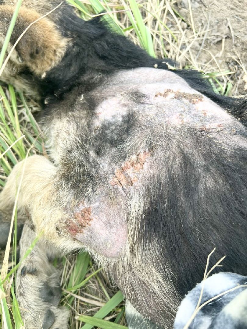 Домодедово, спасти Джека, живодеры, щенок, бездомные животные, сломанная лапа, инфекционное отделение, ветклиника