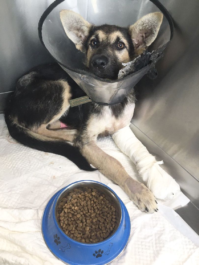 Домодедово, спасти Джека, живодеры, щенок, бездомные животные, сломанная лапа, инфекционное отделение, ветклиника