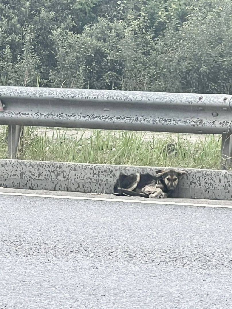 Домодедово, спасти Джека, живодеры, щенок, бездомные животные, сломанная лапа, инфекционное отделение, ветклиника