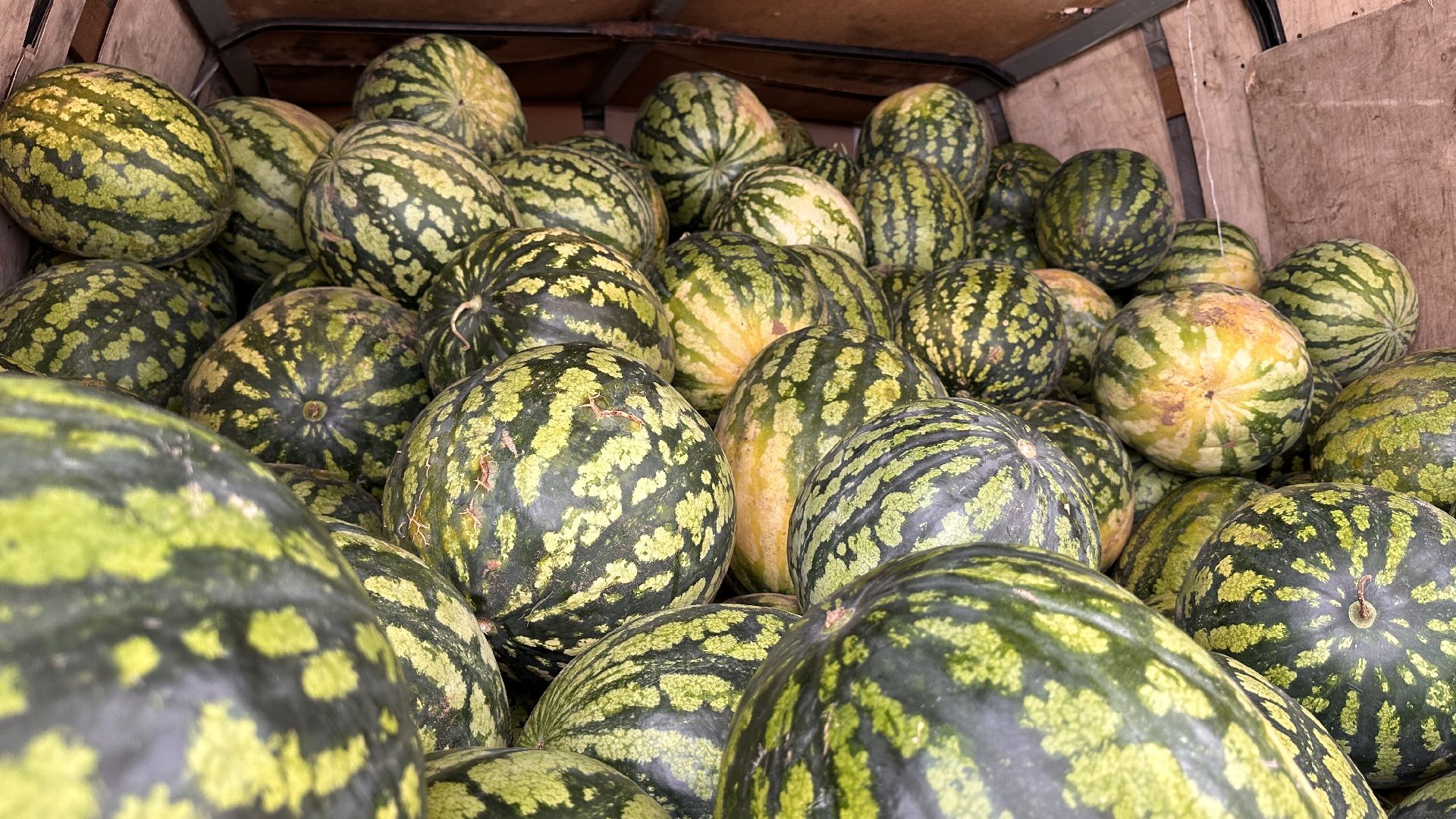 Одинцово, астрахань, Арбузы, Сельское хозяйство