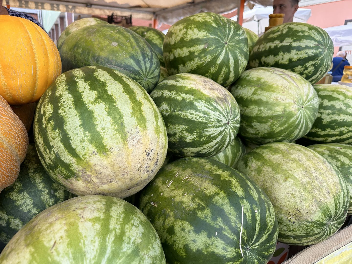 Одинцово, астрахань, Арбузы, Сельское хозяйство