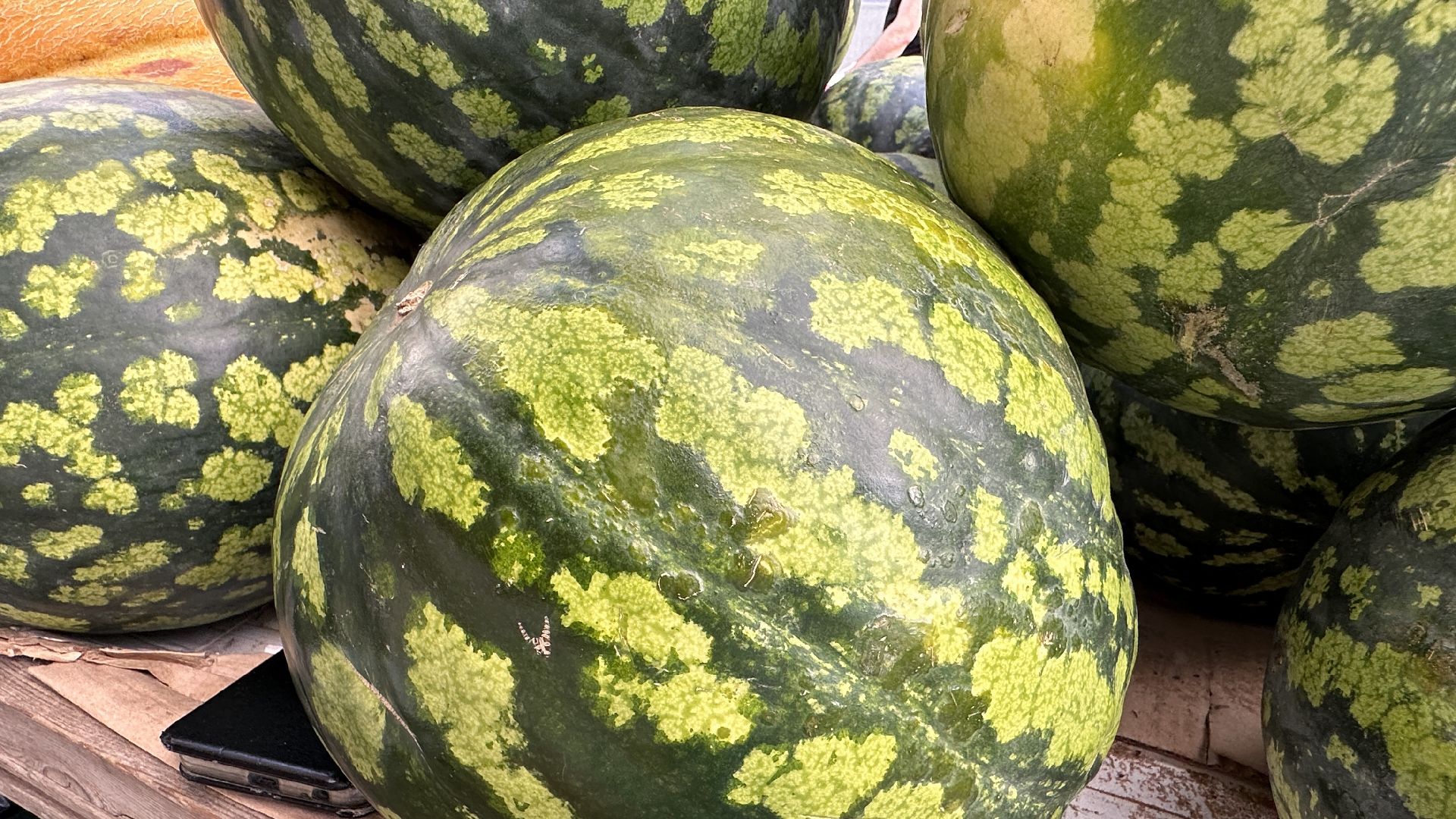 Одинцово, астрахань, Арбузы, Сельское хозяйство