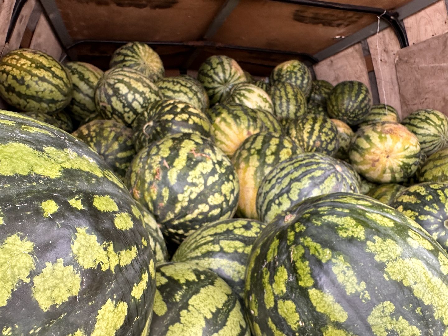 Одинцово, астрахань, Арбузы, Сельское хозяйство