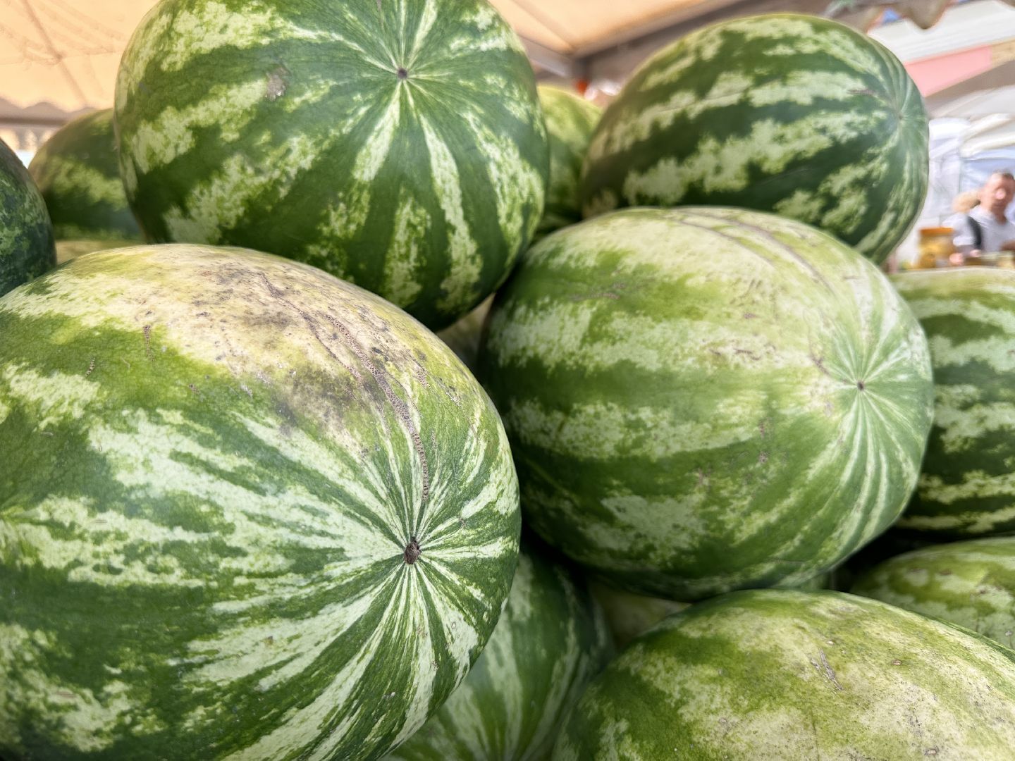 Одинцово, астрахань, Арбузы, Сельское хозяйство