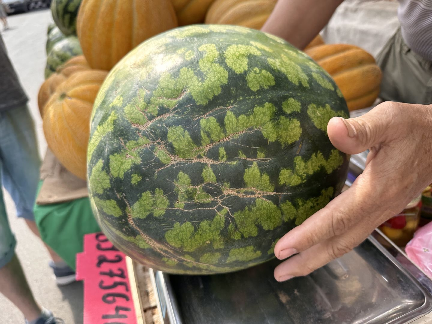 Одинцово, астрахань, Арбузы, Сельское хозяйство