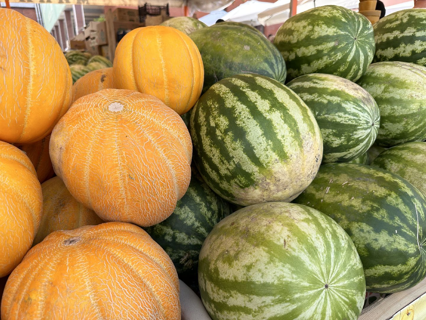 Одинцово, астрахань, Арбузы, Сельское хозяйство