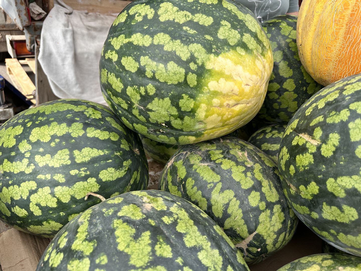 Одинцово, астрахань, Арбузы, Сельское хозяйство