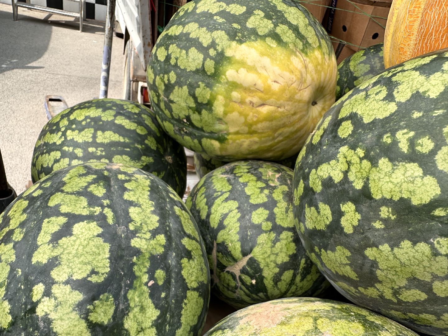 Одинцово, астрахань, Арбузы, Сельское хозяйство