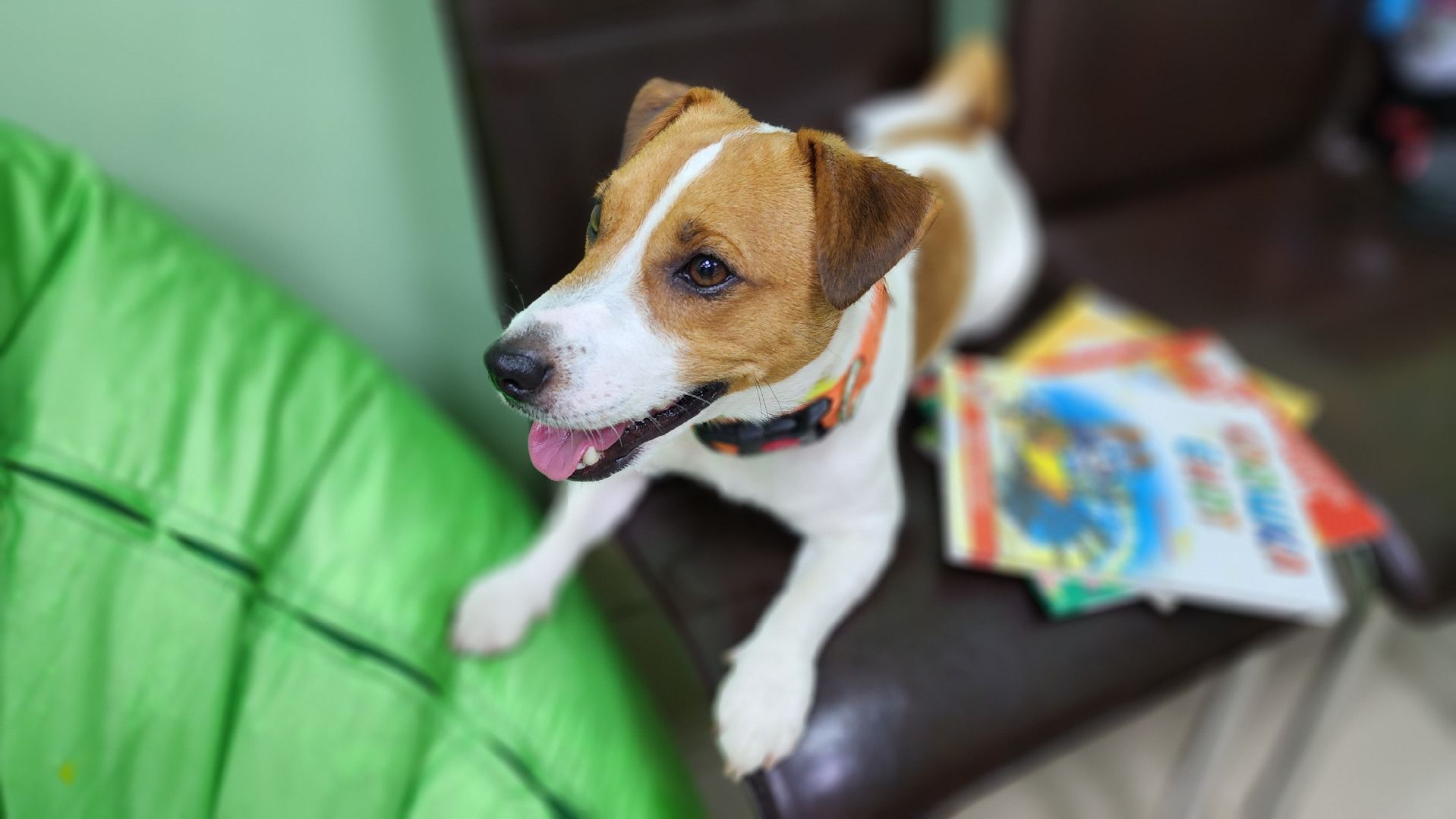 собака-терапевт, чтение, библиотека, Протвино, канистерапия