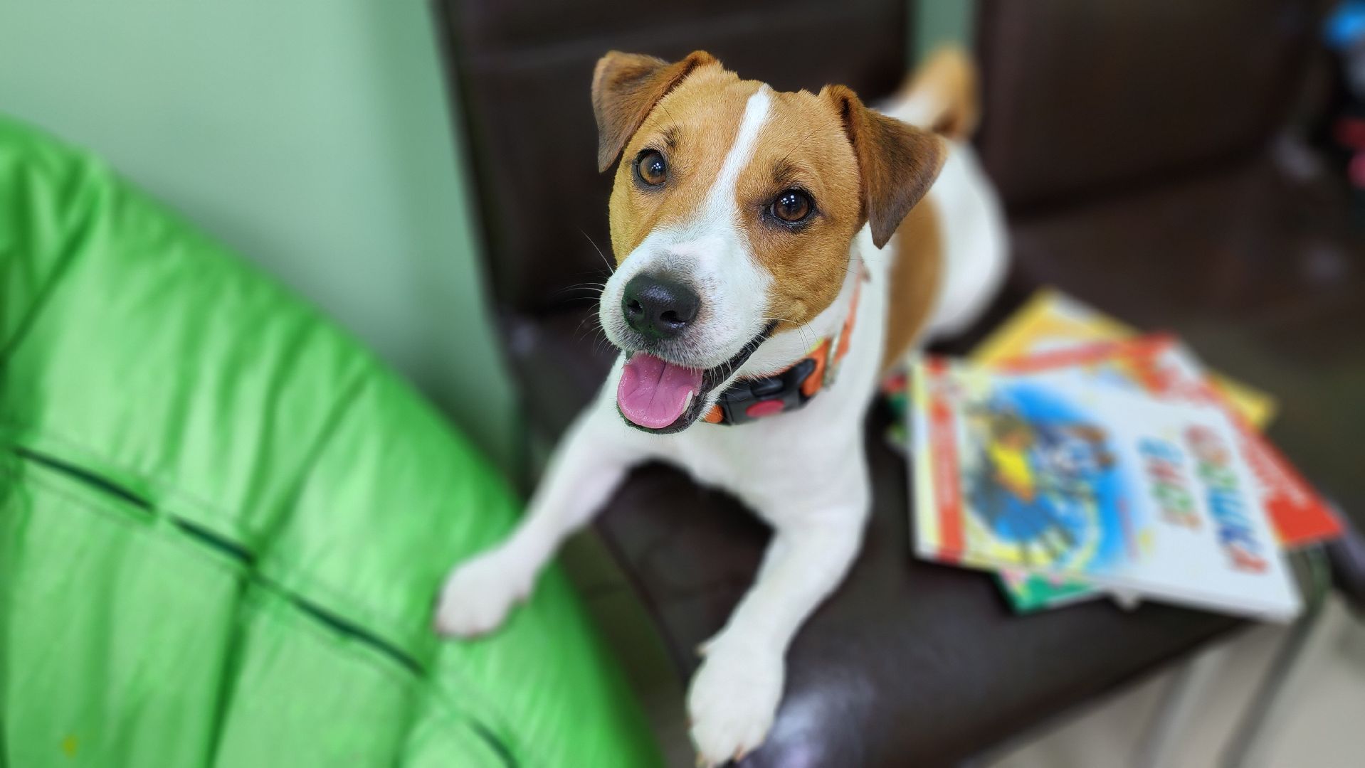 собака-терапевт, чтение, библиотека, Протвино, канистерапия