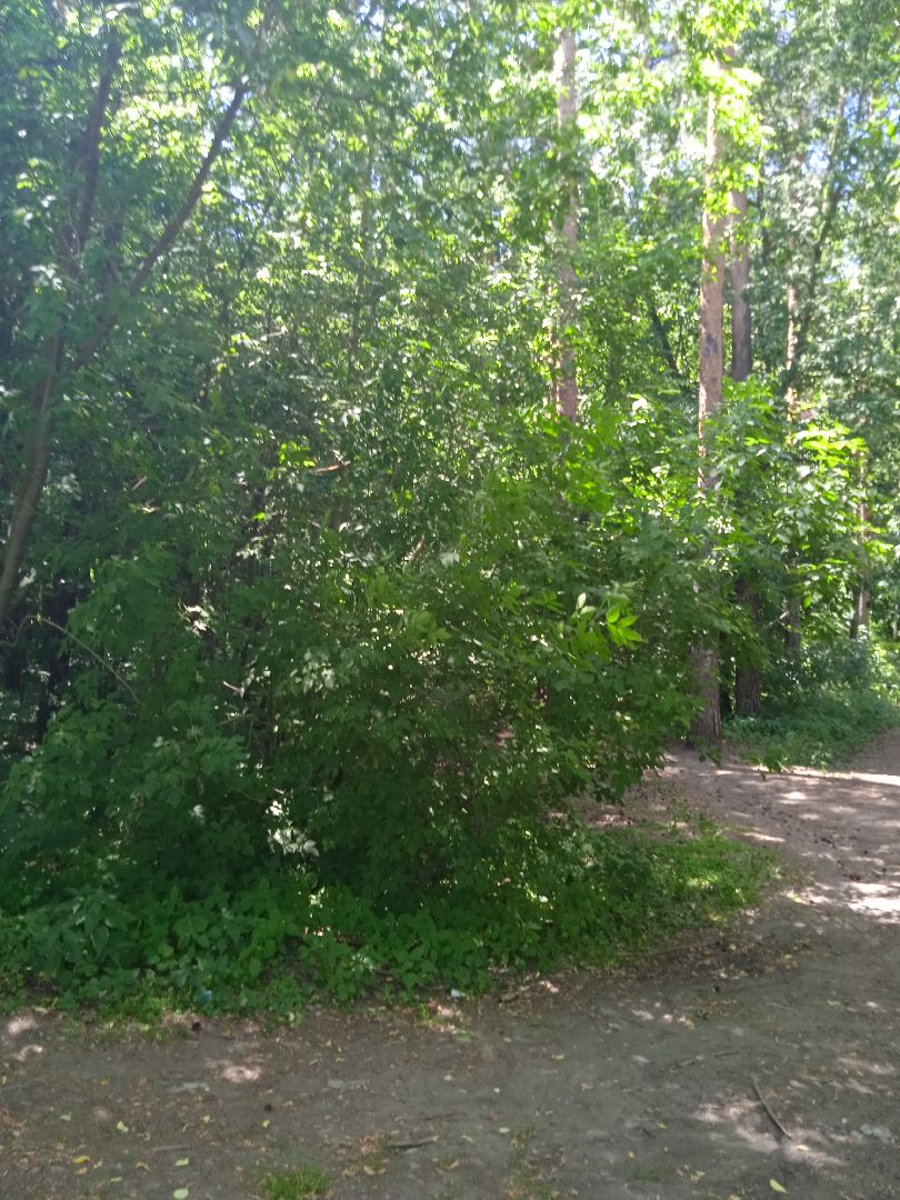 клещи, Жуковский, Чапкевич, ГКБ, боррелиоз, энцефалит