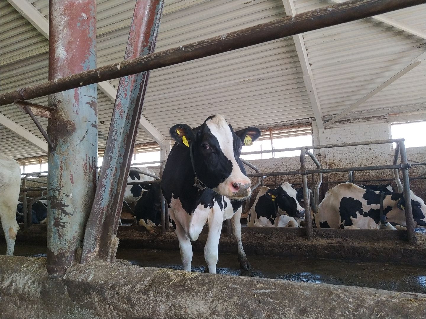 Луховицы, Сельское хозяйство